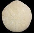 Echinolampas Fossil Echinoid (Sea Biscuit) - Dakhla, Morocco #46430-1
